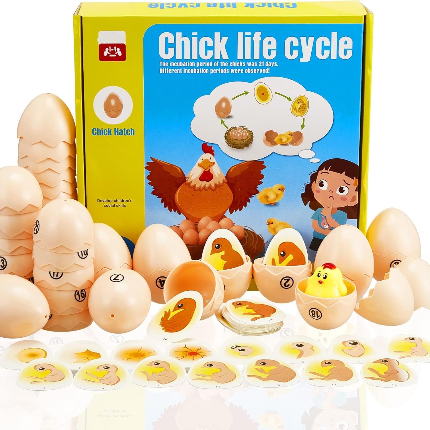 Chick Life Cycle - Présentation