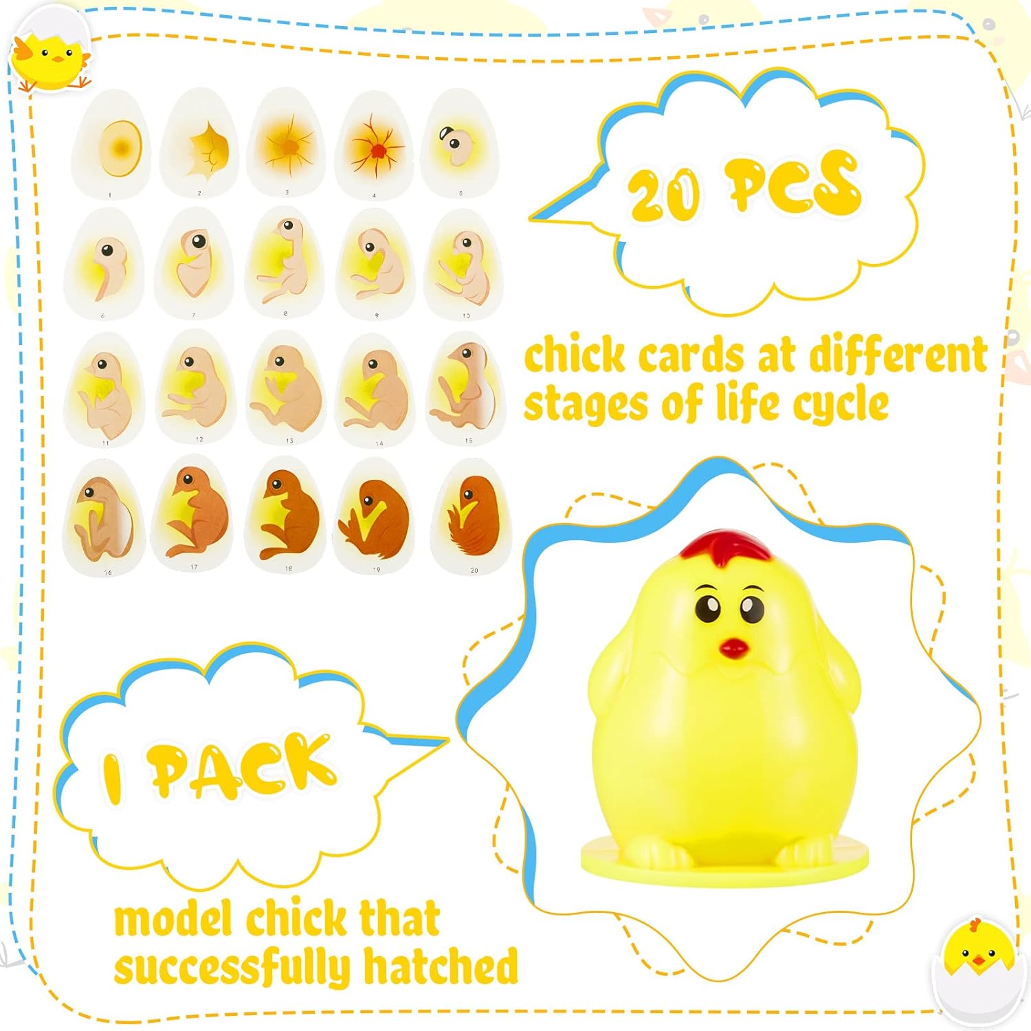 Chick Life Cycle - Contenu